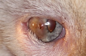 Feline Corneal Sequestrum