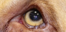 Canine eye with entropion